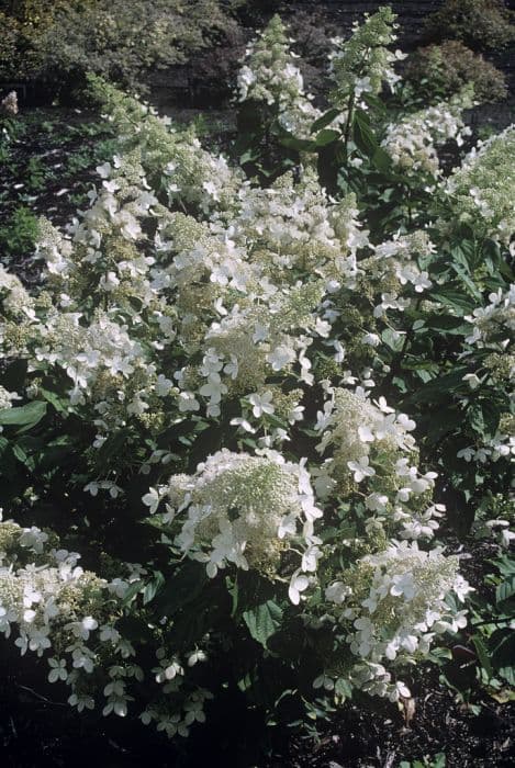 paniculate hydrangea 'Greenspire'