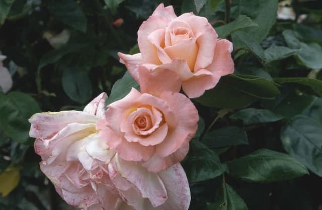 Rose [Paul Shirville]