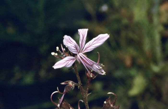 purple-flowered dittany