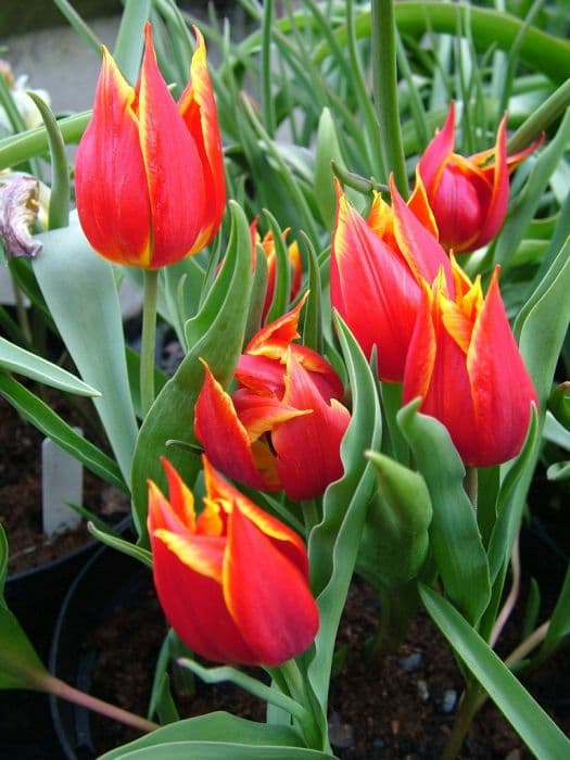 Schrenk's tulip