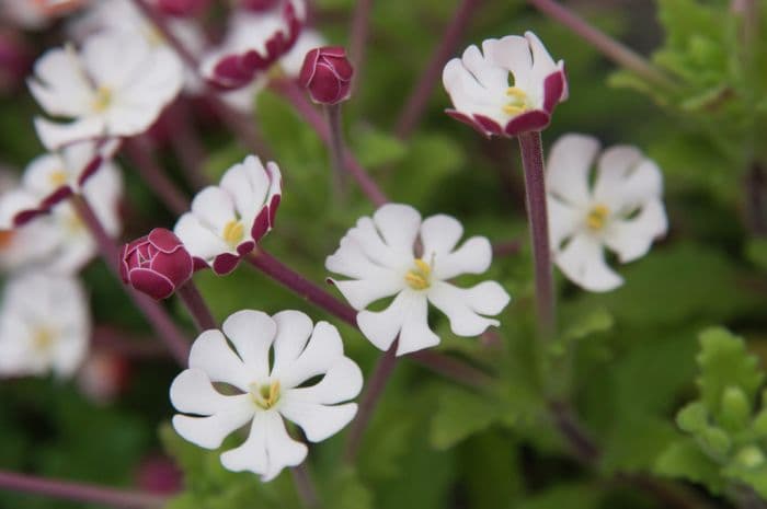 night scented phlox