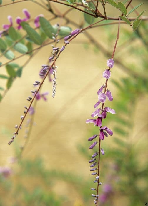 weeping indigo