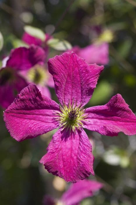 clematis 'Carmencita'