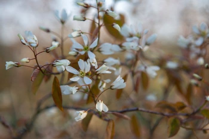 snowy mespilus