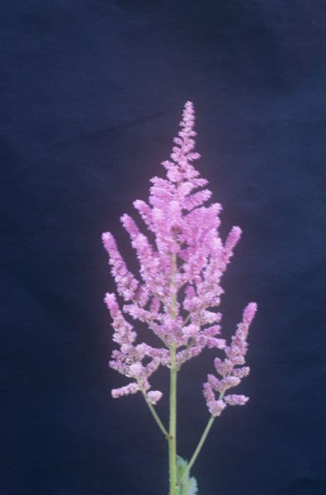 Chinese astilbe 'Vision in Pink'