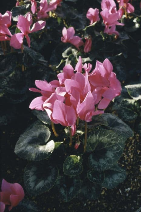 cyclamen 'Sierra Fuchsia'