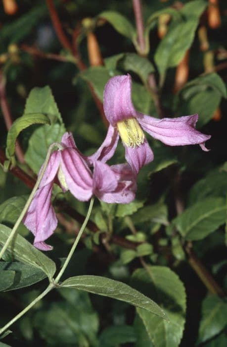 clematis 'Pangbourne Pink'