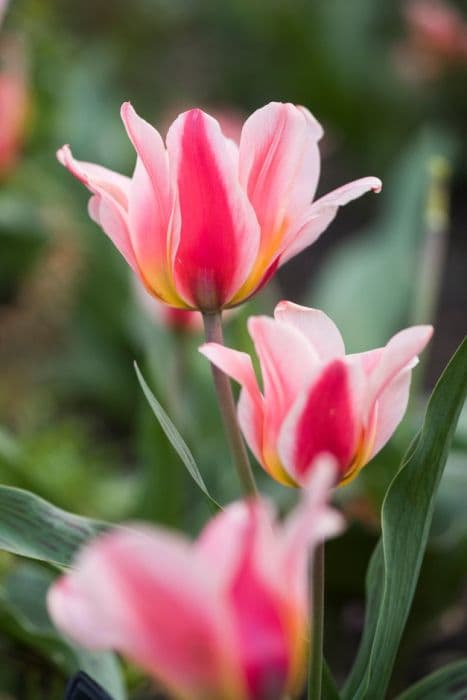 Tulip 'Lilyfire'