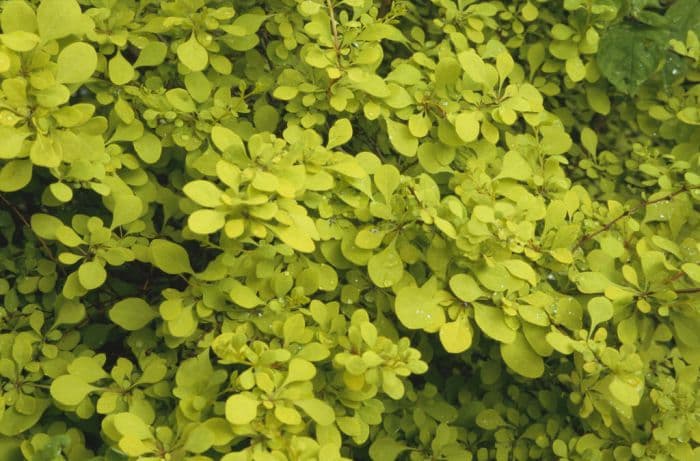 golden Japanese barberry