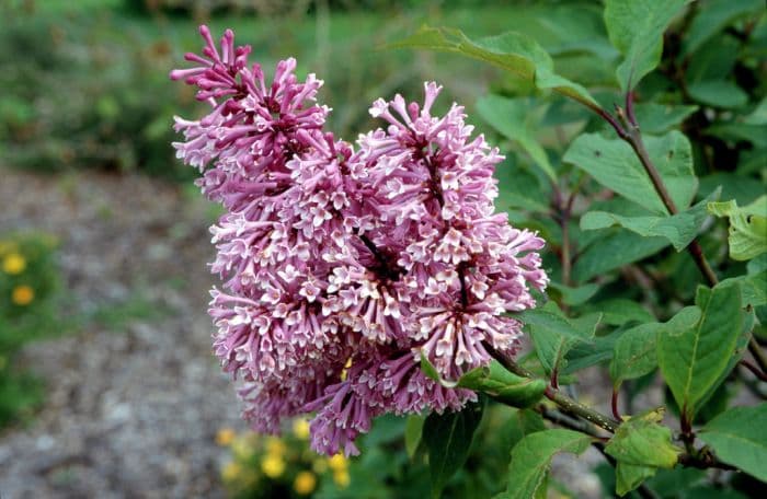 lilac 'Elinor'