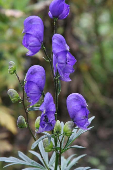 monk's hood 'Bressingham Spire'