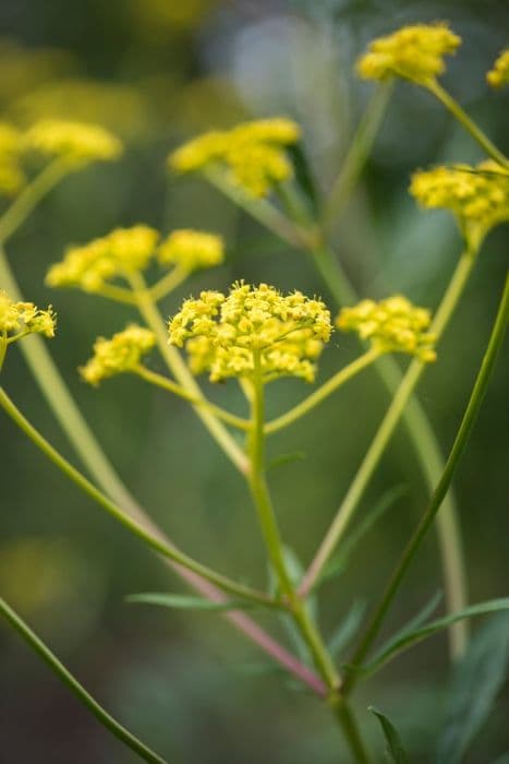 eastern valerian