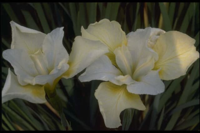 Siberian iris 'Dreaming Yellow'