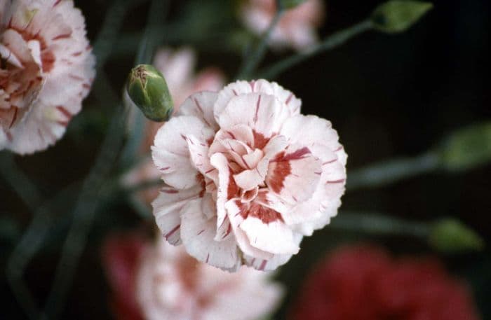 pink 'Chetwyn Doris'