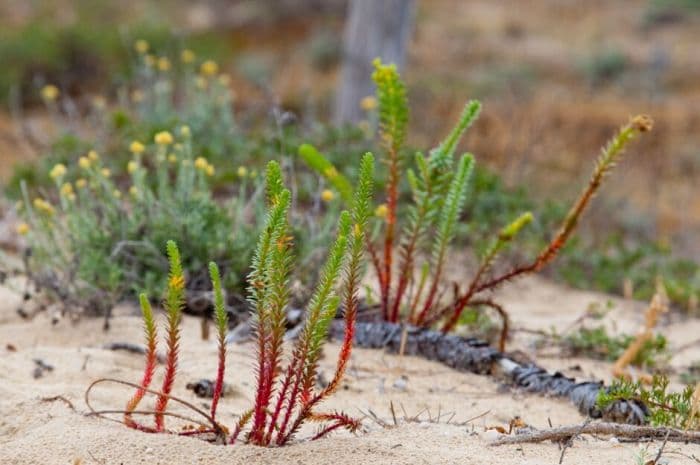 sea spurge