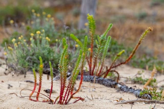 Sea spurge