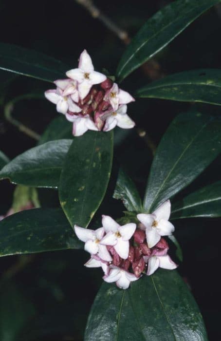 red winter daphne