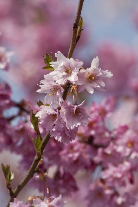 winter-flowering cherry 'Fukubana'