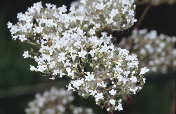 common valerian