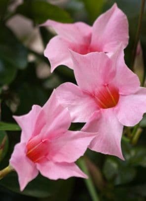 Mandevilla