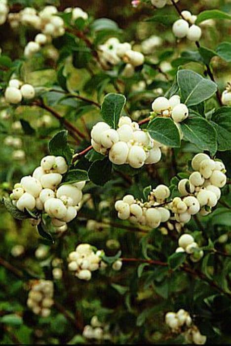 snowberry 'White Hedge'