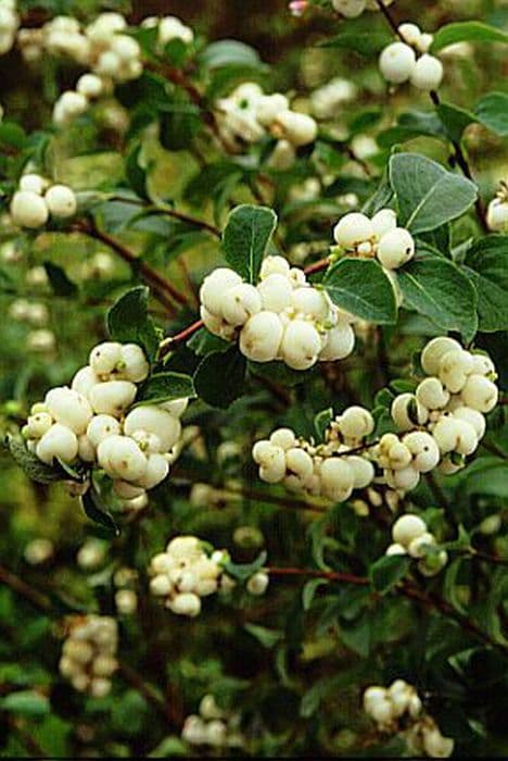 Snowberry 'White Hedge'
