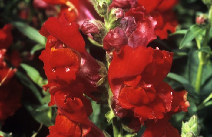 snapdragon 'Kim Scarlet'