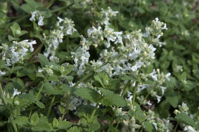 catmint 'Snowflake'