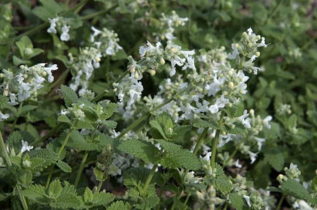 Catmint 'Snowflake'