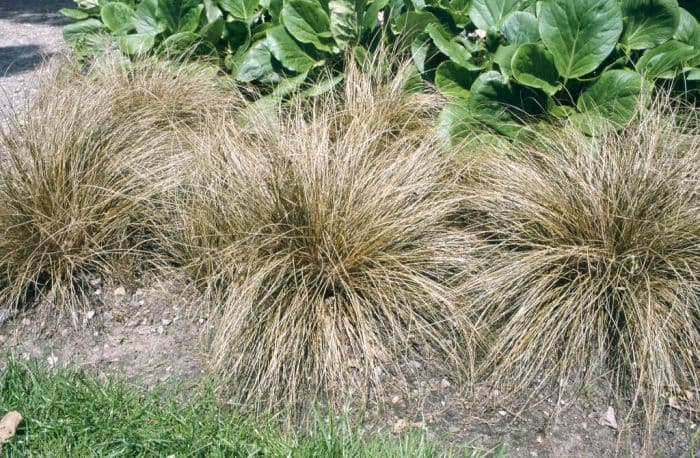 bronze New Zealand hair sedge