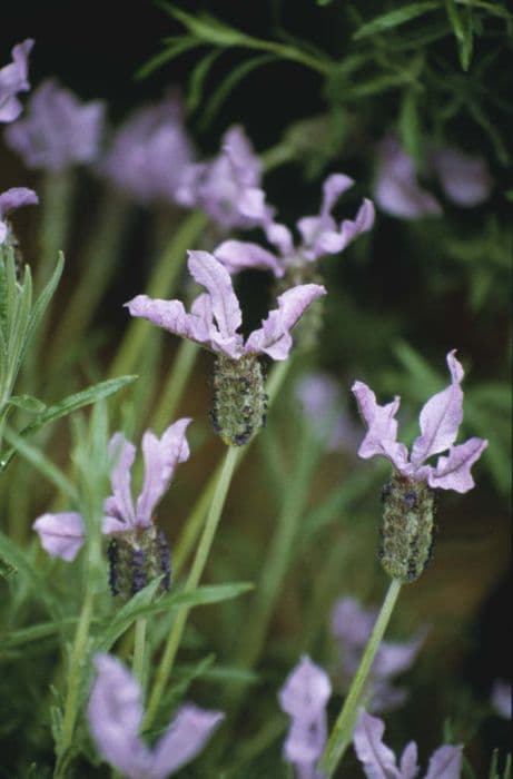 French lavender 'Willow Vale'