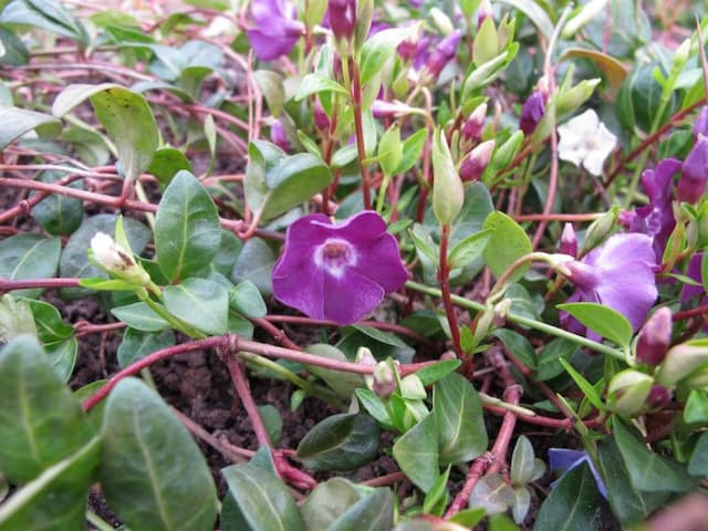 Dark purple-flowered periwinkle