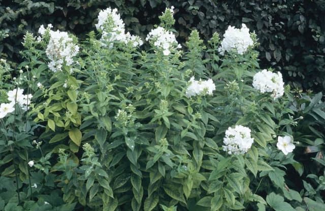 Perennial phlox 'Mount Fuji'