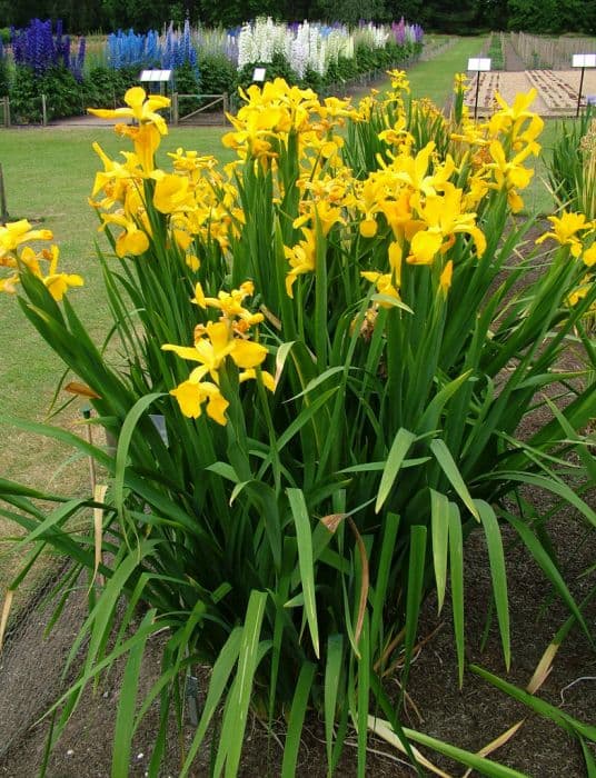 iris 'Missouri Orange'