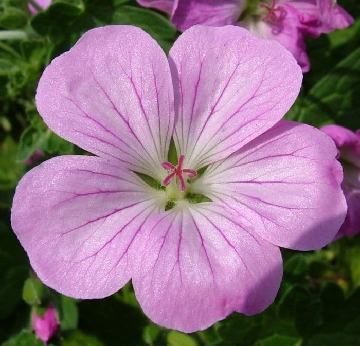 cranesbill 'Mavis Simpson'