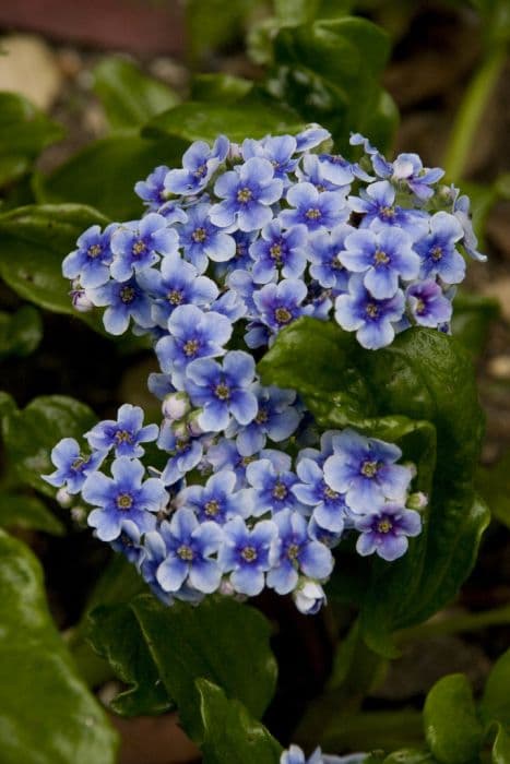 Chatham Island forget-me-not