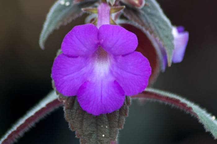 hot water plant 'Hilda Michelssen'