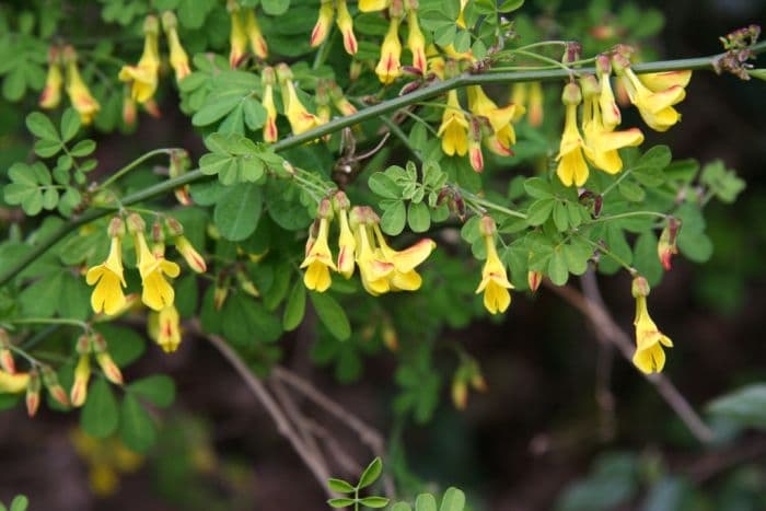 scorpion senna