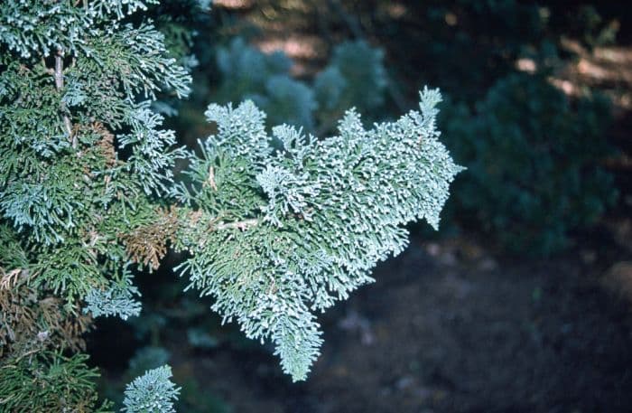 Lawson's cypress 'Wisselii'