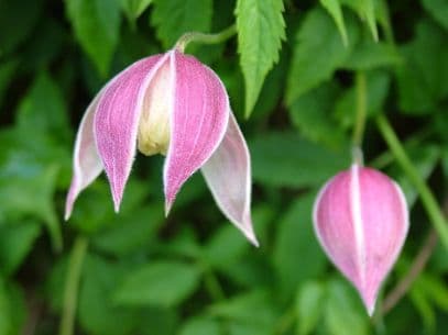 Downy Clematis 'Rosy Pagoda'