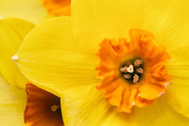 Daffodil 'Nessa'