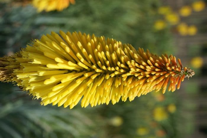 red-hot poker 'Star of Baden-Baden'