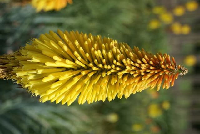 Red-hot poker 'Star of Baden-Baden'