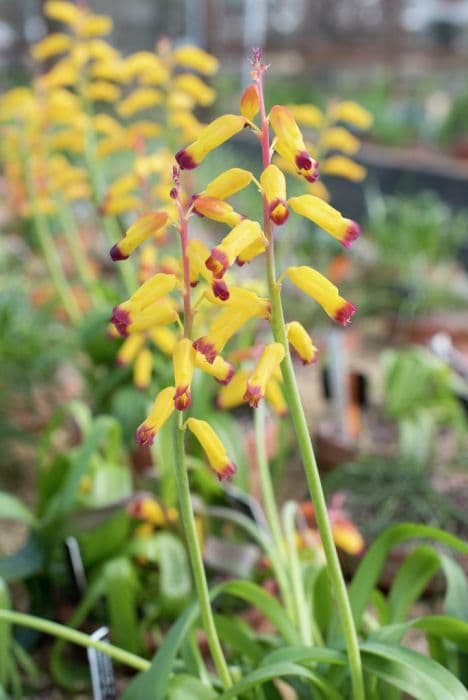 Cape cowslip 'Namakwa'