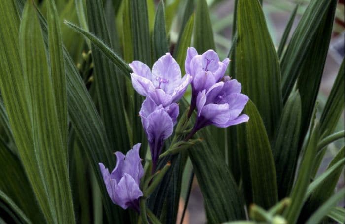 blue freesia