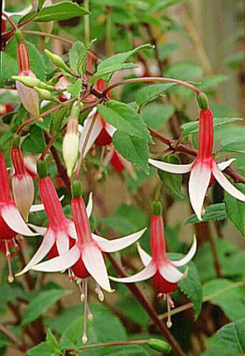 fuchsia 'Checkerboard'