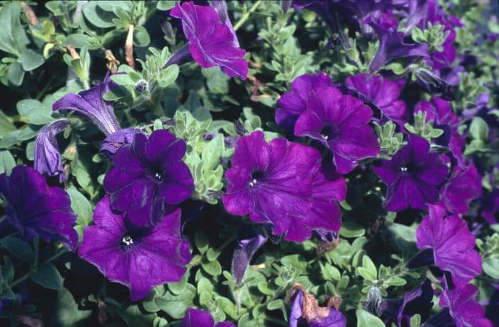 petunia 'Charlie's Angels Charlie'