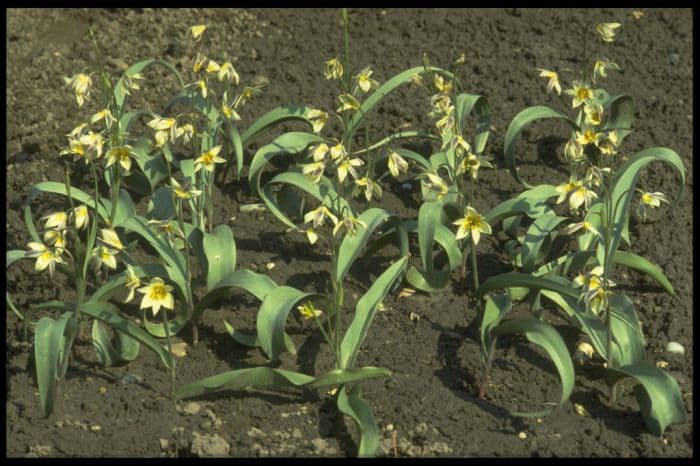 Turkestan tulip