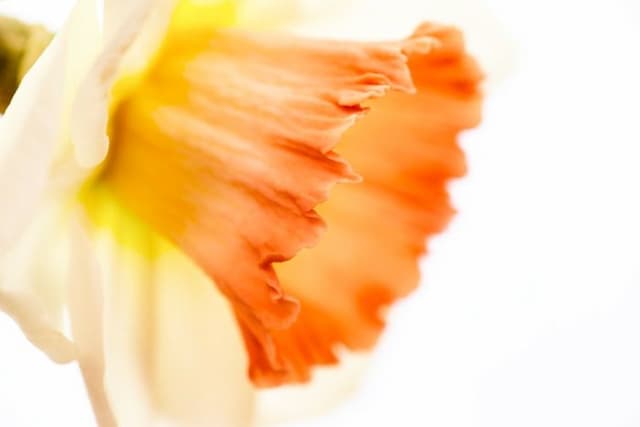 Daffodil 'Kate Davies'