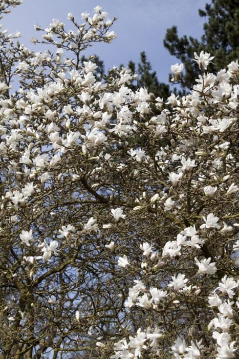 star magnolia 'Centennial'